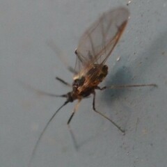 Macrosiphini