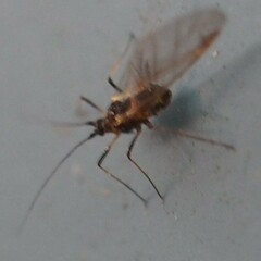 Macrosiphini