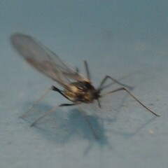 Macrosiphini