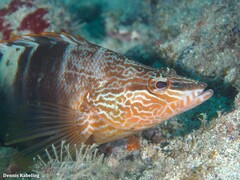 Serranus papilionaceus