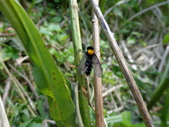 Chrysopilus thoracicus