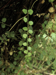 Blechnum filiforme