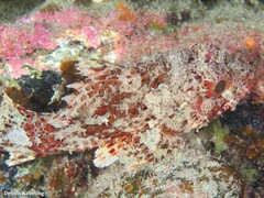 Scorpaena notata
