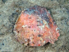 Spondylus senegalensis