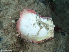 Spondylus senegalensis