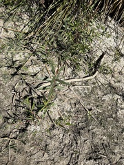 Stillingia sylvatica