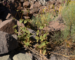 Calceolaria purpurea