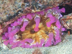 Telmatactis cricoides