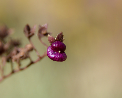 Calceolaria purpurea (Calceolaria purpurea)