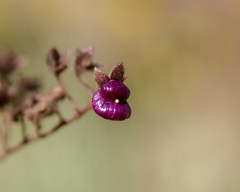 Calceolaria purpurea