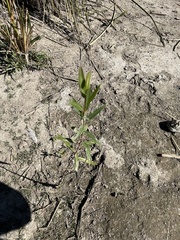 Stillingia sylvatica