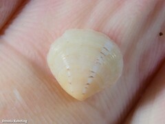 Gouldia minima