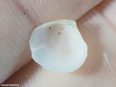 Gouldia minima