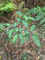 Clerodendrum floribundum