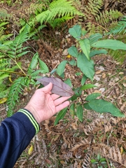 Clerodendrum floribundum