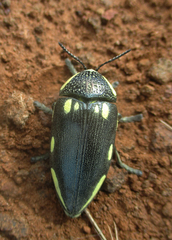 Sternocera orissa
