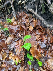 Lapsana communis intermedia