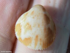 Laevicardium crassum