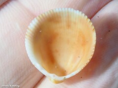 Laevicardium crassum