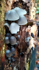 Mycena arcangeliana