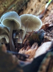 Mycena arcangeliana