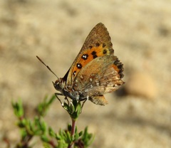 Aloeides thyra thyra