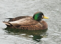 Anas rubripes × platyrhynchos