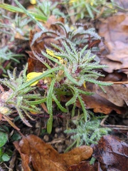 Ajuga chamaepitys chia