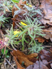 Ajuga chamaepitys chia