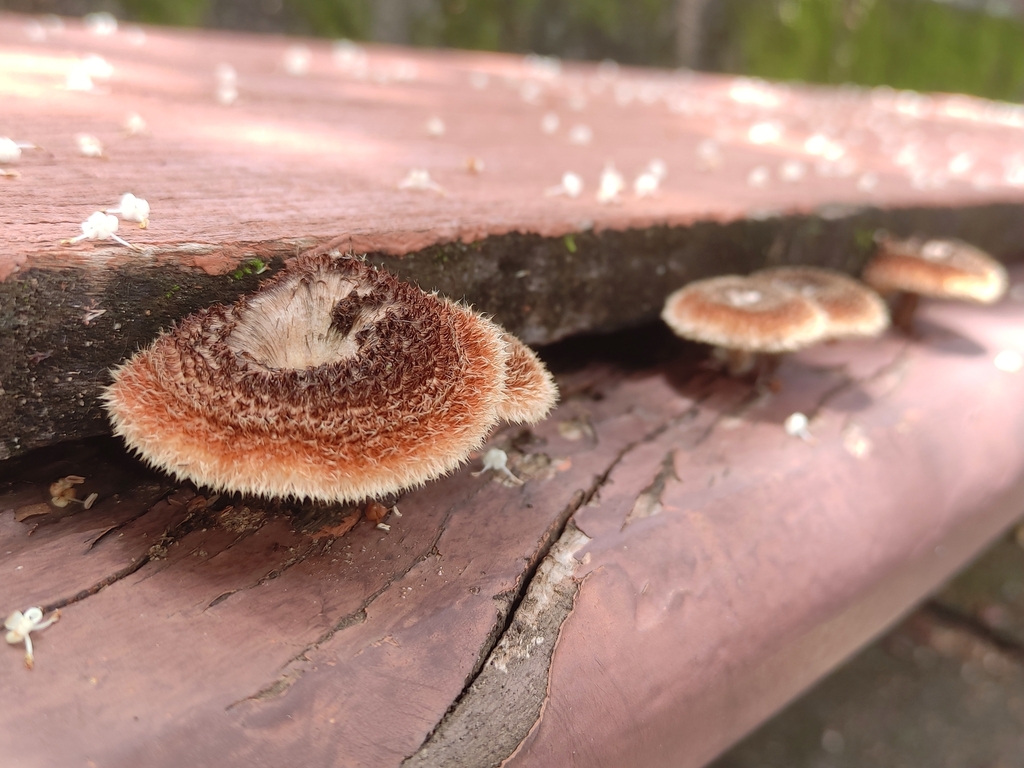 Lentinus crinitus · December 2022 · photo: © limarrudandre (iNaturalist, cc0)