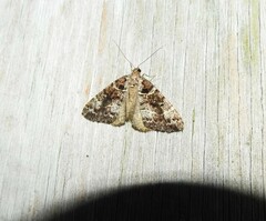 Pseudocoremia productata