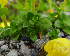 Calceolaria tenella