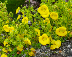 Calceolaria tenella