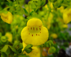 Calceolaria tenella