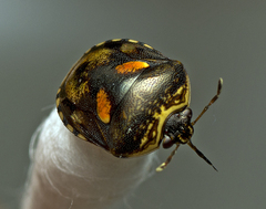 Aspideurus flavescens