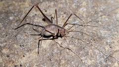 Hadenoecus subterraneus