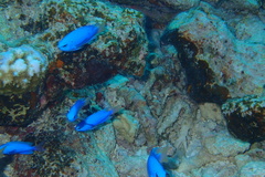 Pomacentrus coelestis