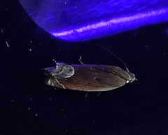Anacampsis paltodoriella