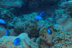 Pomacentrus coelestis