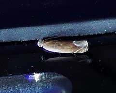 Anacampsis paltodoriella