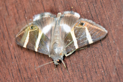Grammodes ocellata