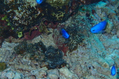 Pomacentrus coelestis