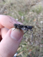 Encoptolophus costalis