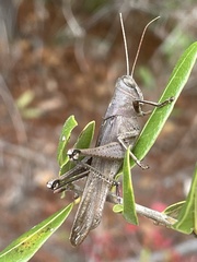 Schistocerca rubiginosa