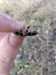 Encoptolophus costalis