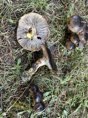 Gomphidius oregonensis