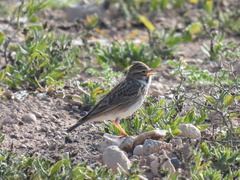 Alaudala rufescens