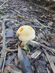 Leratiomyces percevalii