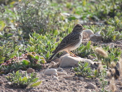 Alaudala rufescens