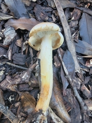 Leratiomyces percevalii